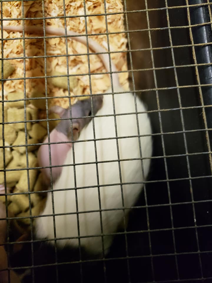 Rat Ranch Rattery | Toledo OR