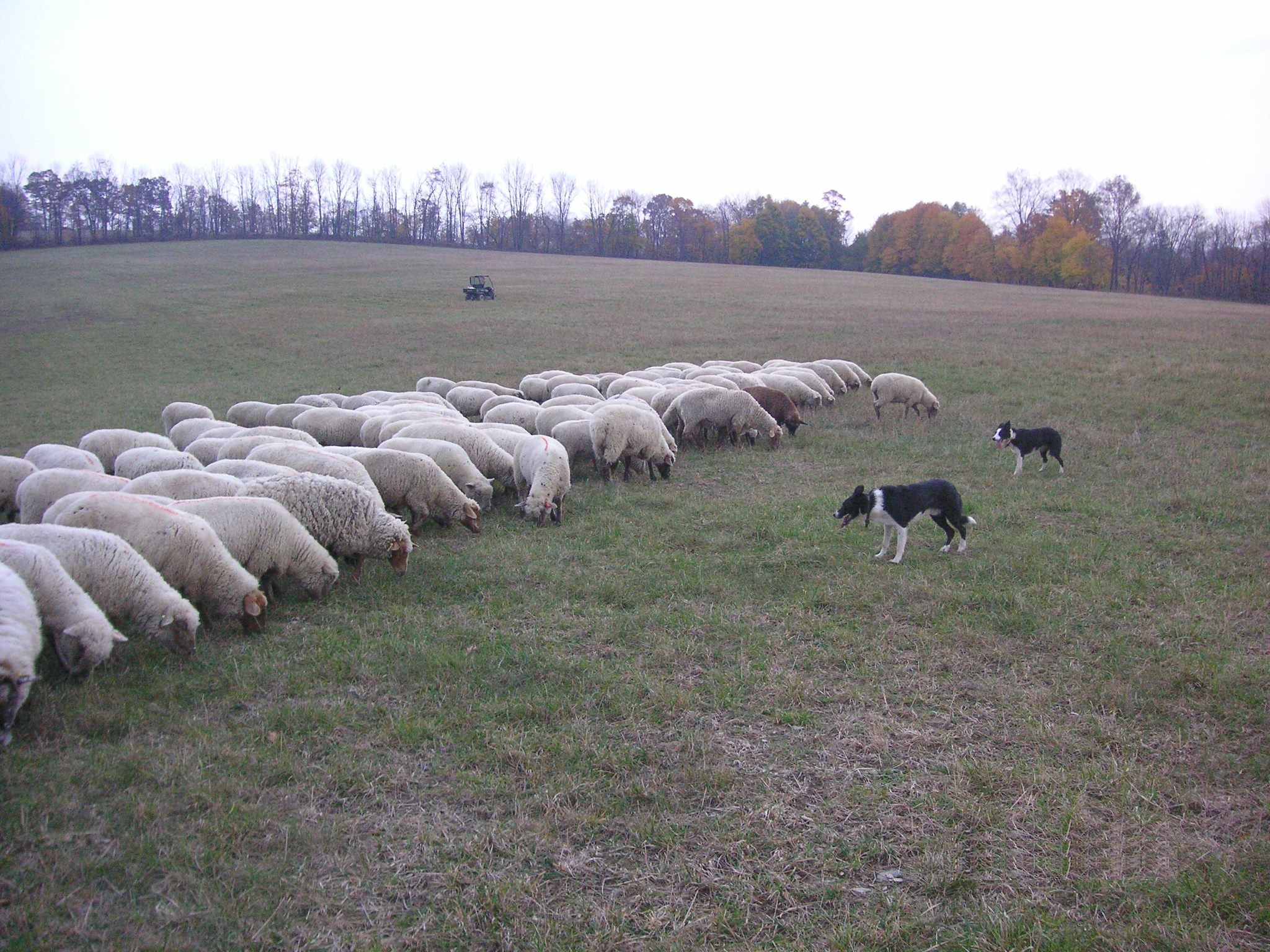 Raspberry Ridge Sheep Farm Grass Fed Lamb | Bangor PA