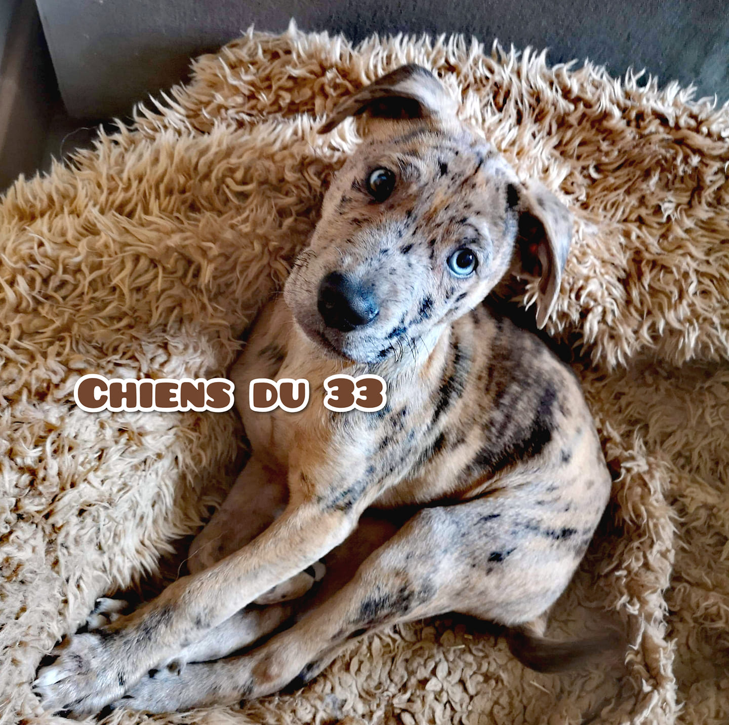 Chiots à Donner Gratuitement Près De Saint andré De Cubzac