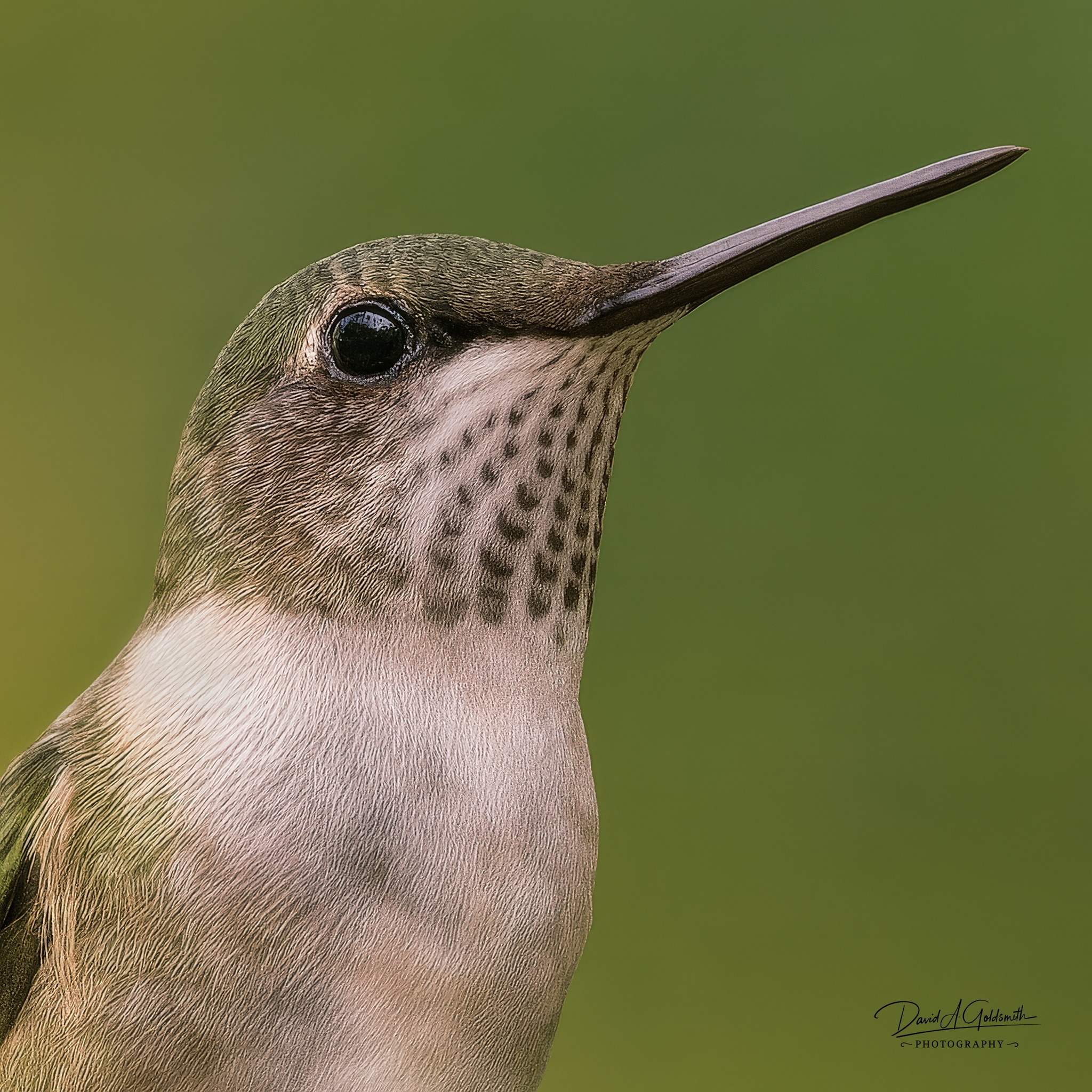 We Love Hummingbirds Community | One of last remaining, in Southeast ...