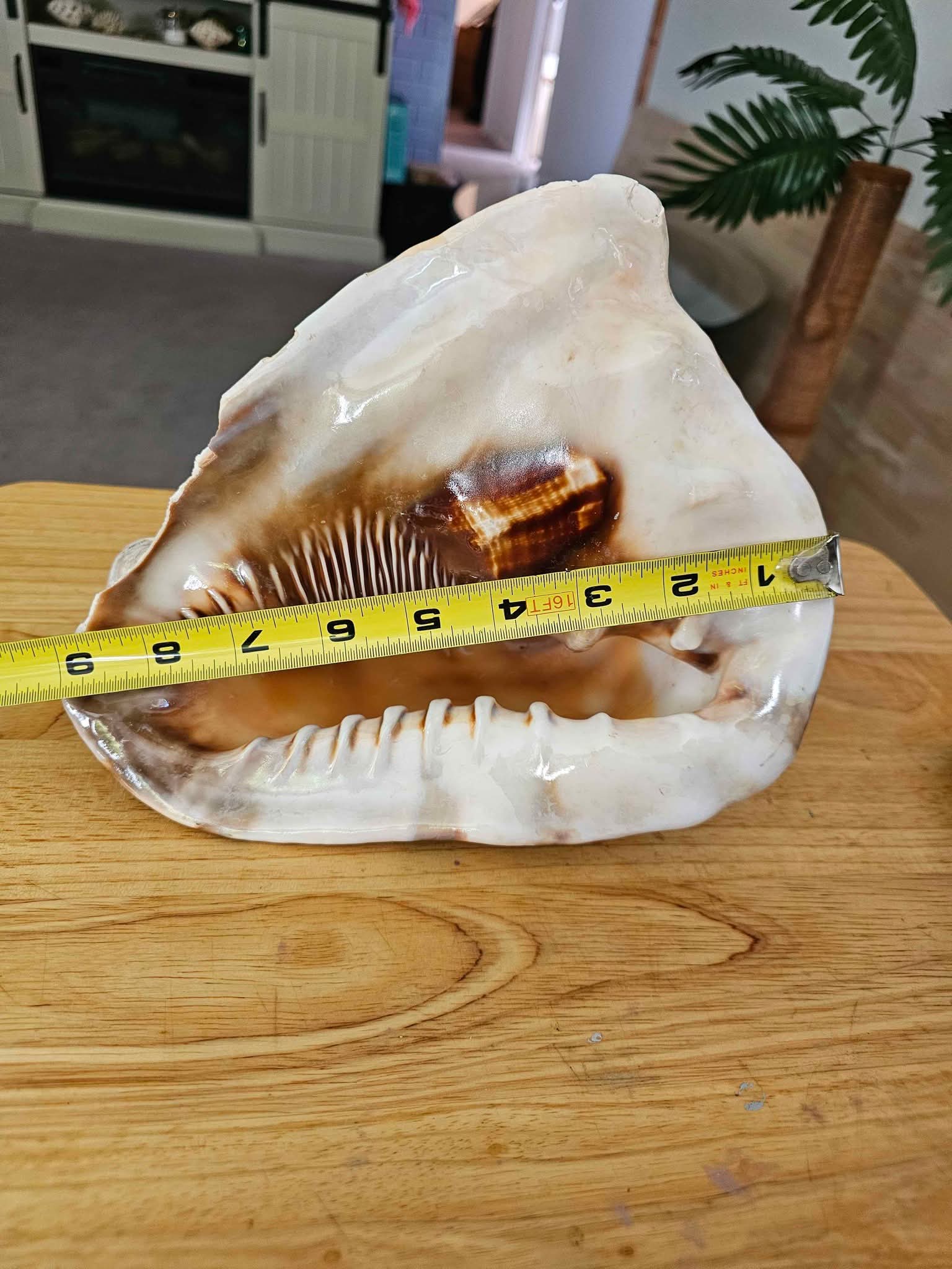 Beautiful conch shell a little damage on one side as shown in picture
