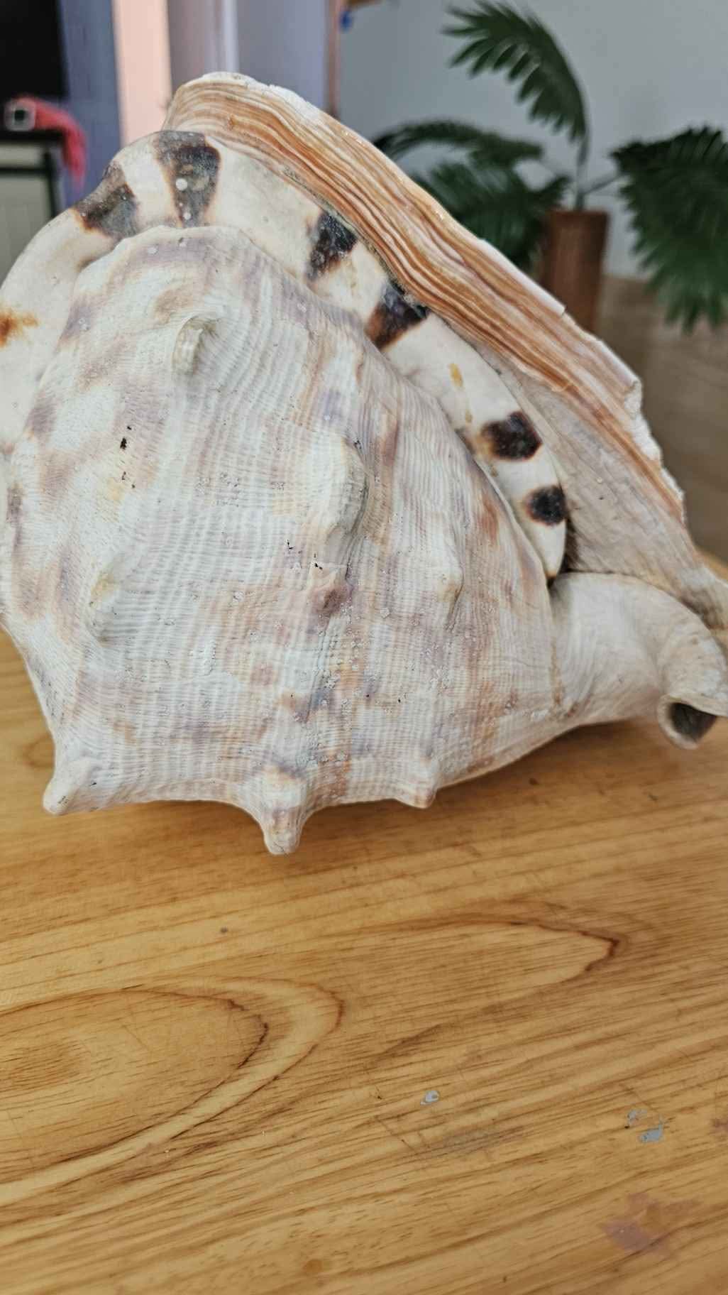 Beautiful conch shell a little damage on one side as shown in picture