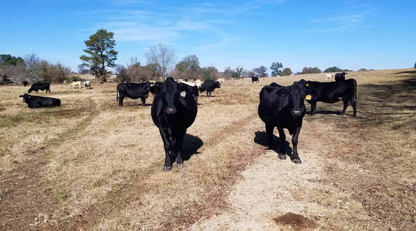 Cross D Ranch | Tenaha TX