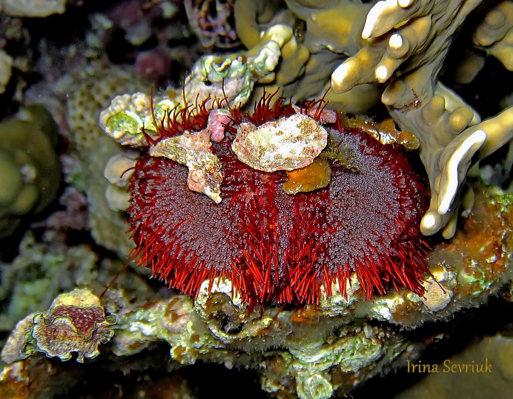 Our #MarineMonday Observation of the Day is this sea urchin