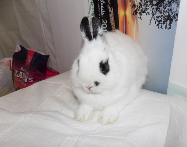 Wanda's Netherland Dwarf Rabbits