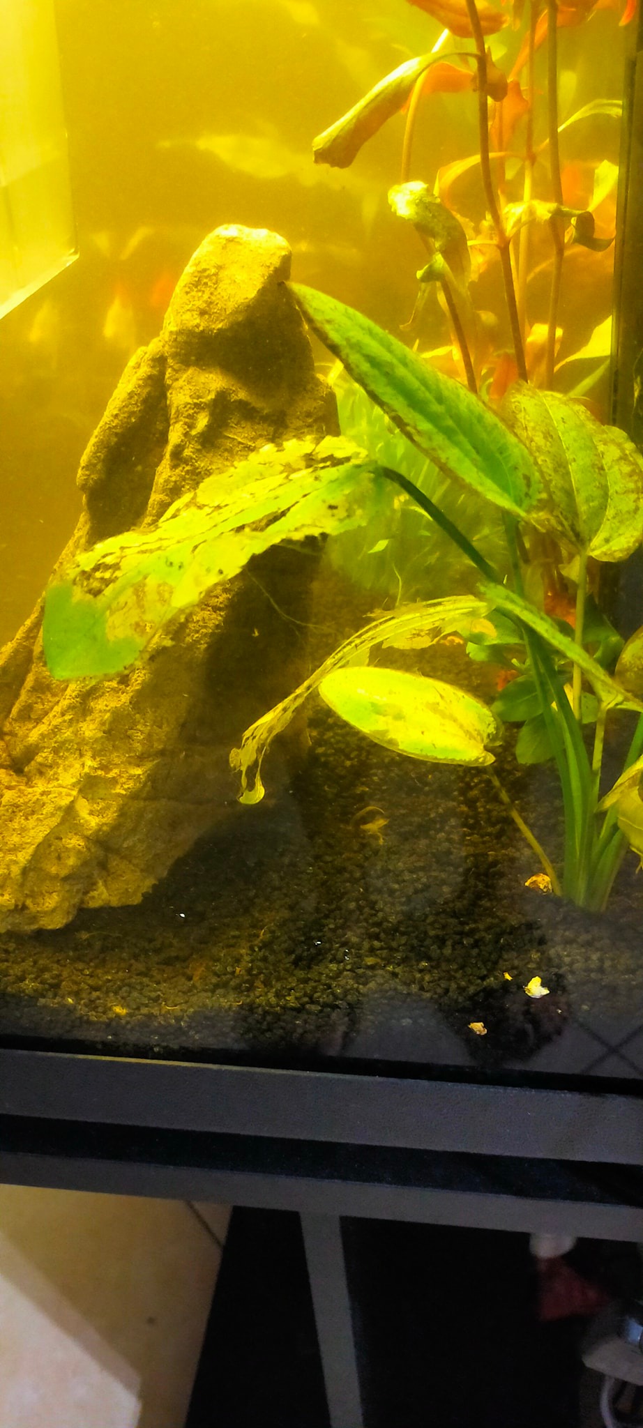ACQUARIO CHE PASSIONE | Avrei bisogno un consiglio....ho ripreso la ...