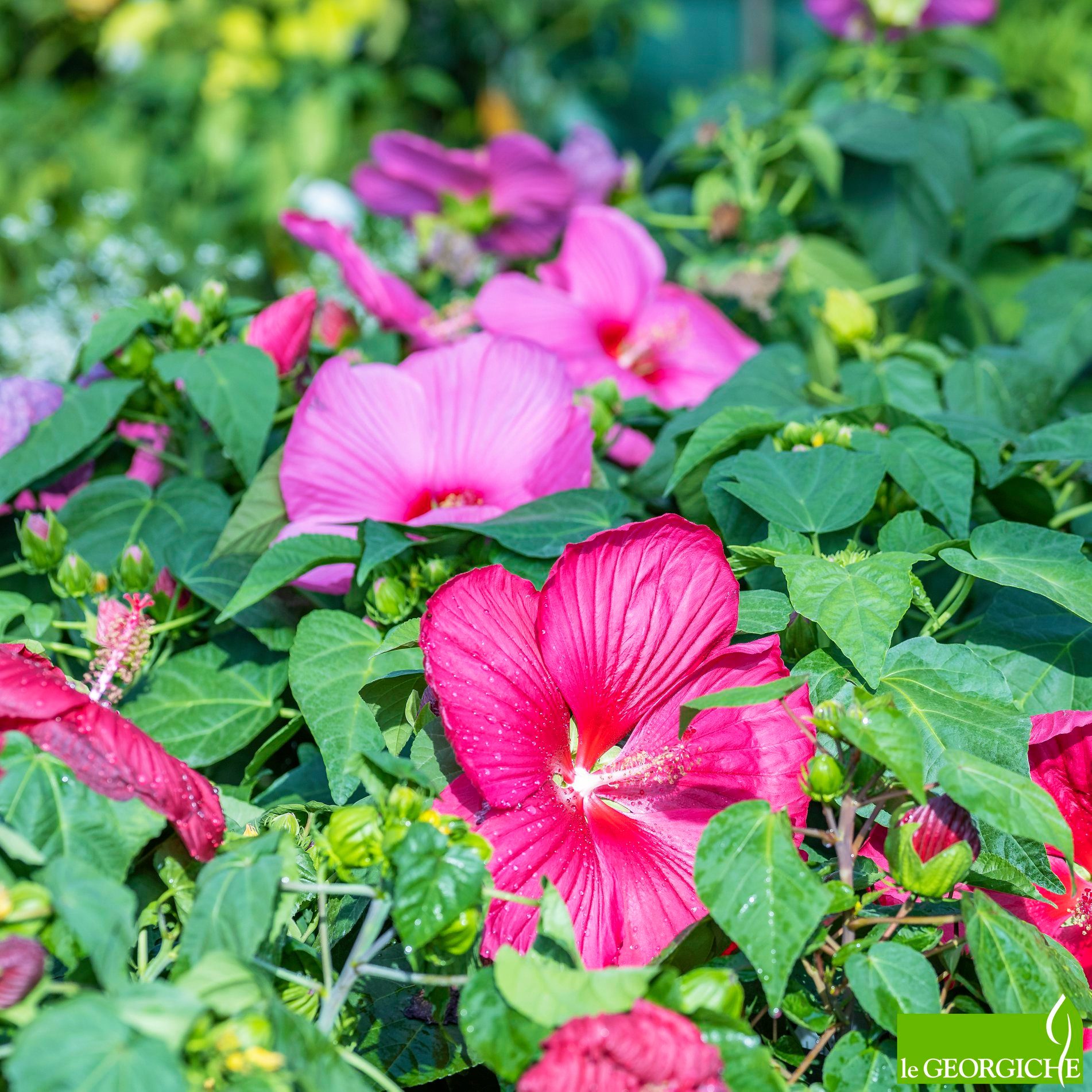 Vivai le Georgiche - Hibiscus moscheutos in miscuglio Lo trovi qui ...