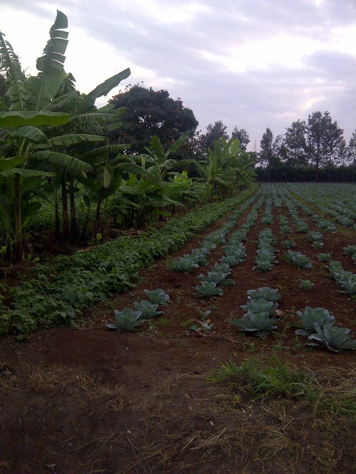 Samar Farm | Maragua