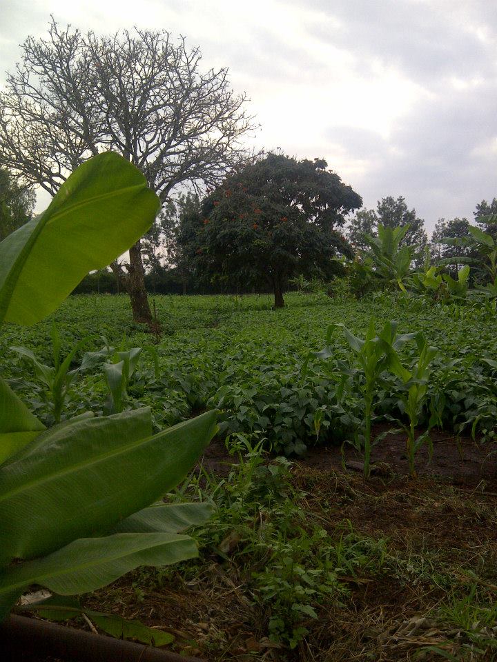 Samar Farm | Maragua