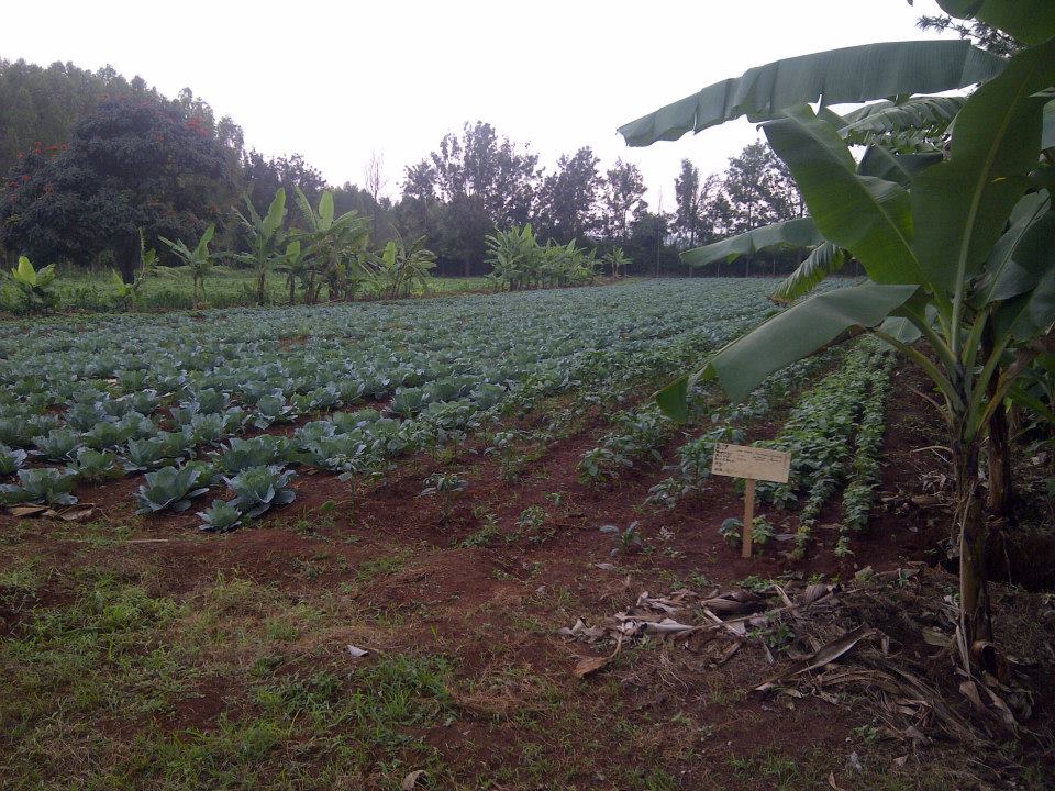 Samar Farm | Maragua