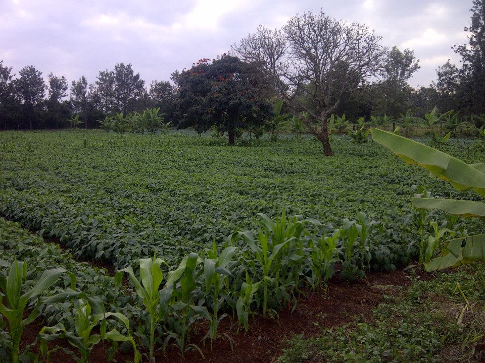 Samar Farm | Maragua