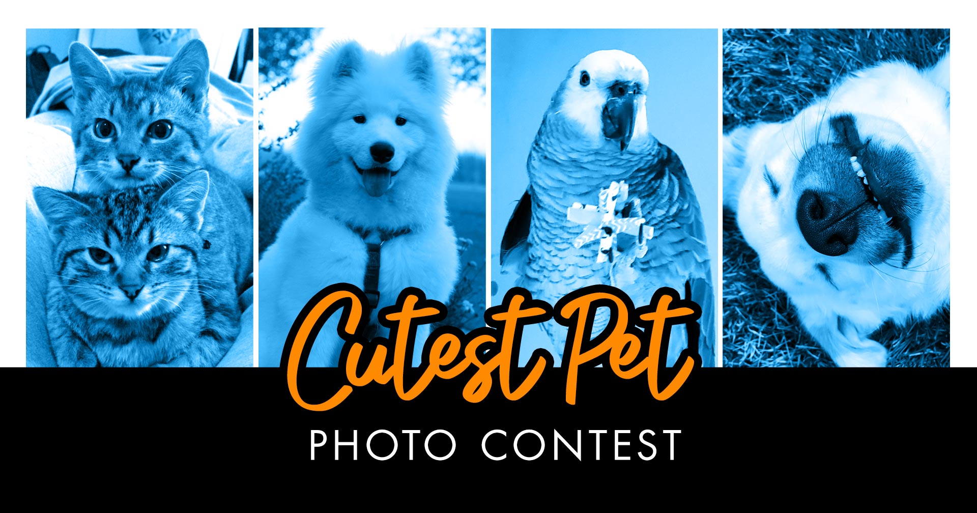 Do you think your pet is the cutest? You could win $10,000 and