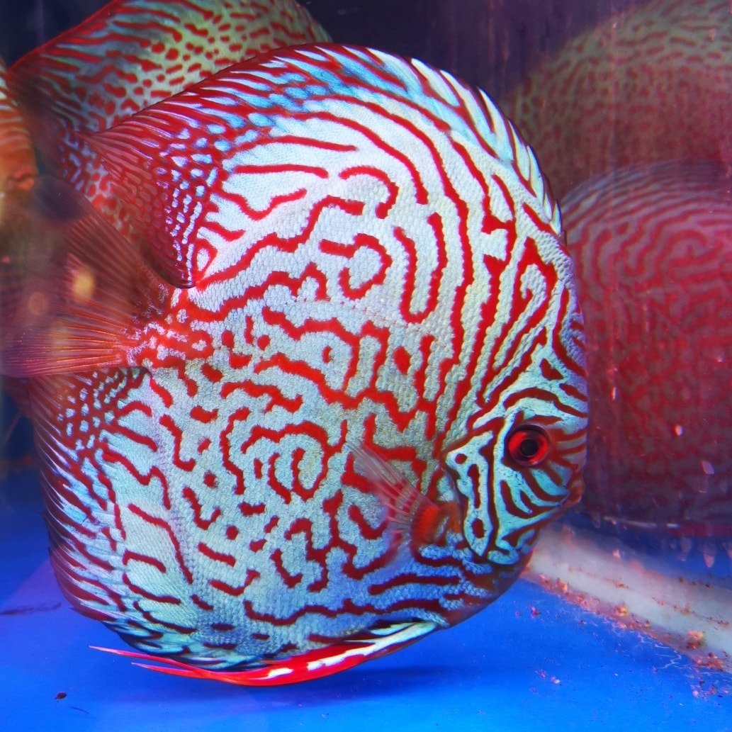 Fancy Fish - this picture is of some of our Hongis or Labidochromis ...