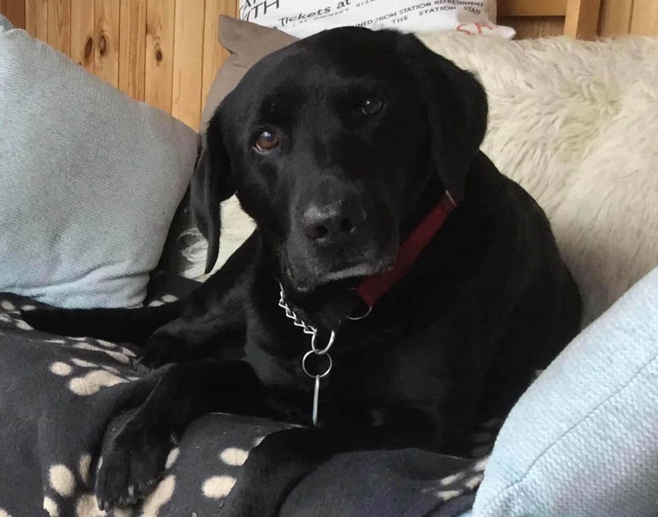 Happy birthday to... - Labrador Retriever Rescue Scotland | Facebook