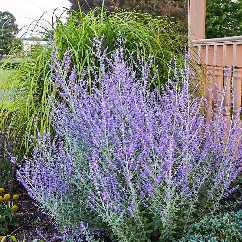 Perovskia atriplicifolia 