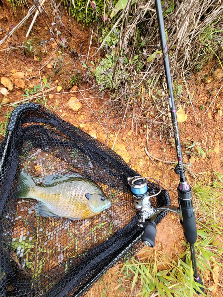 daiwa fishing poles D-Shock Spinning Combo Either the reel is This remote Nevada hot Color:Dark Melon Gold Small filter