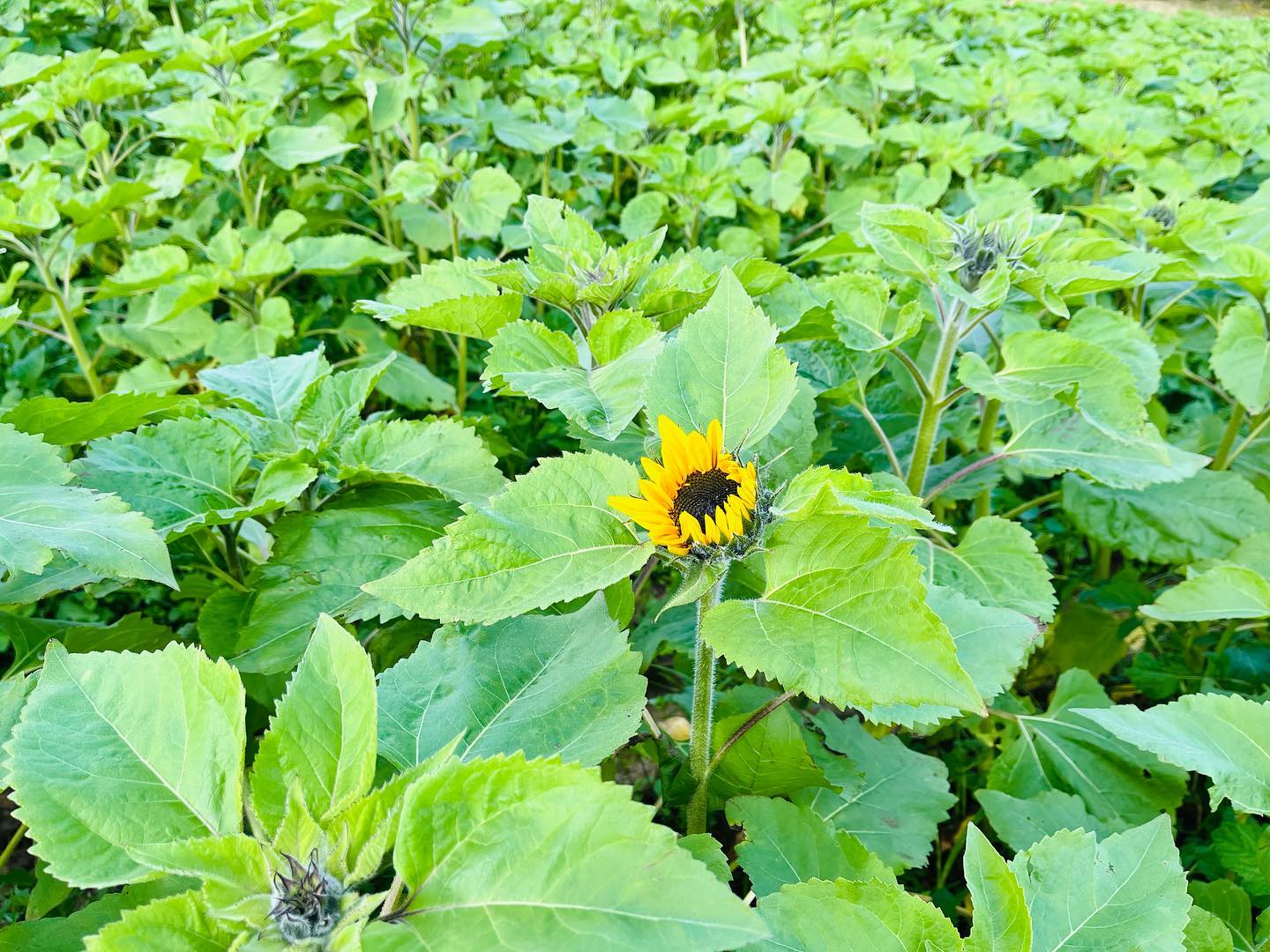 The Bloom Barn Farm | Peats Ridge NSW