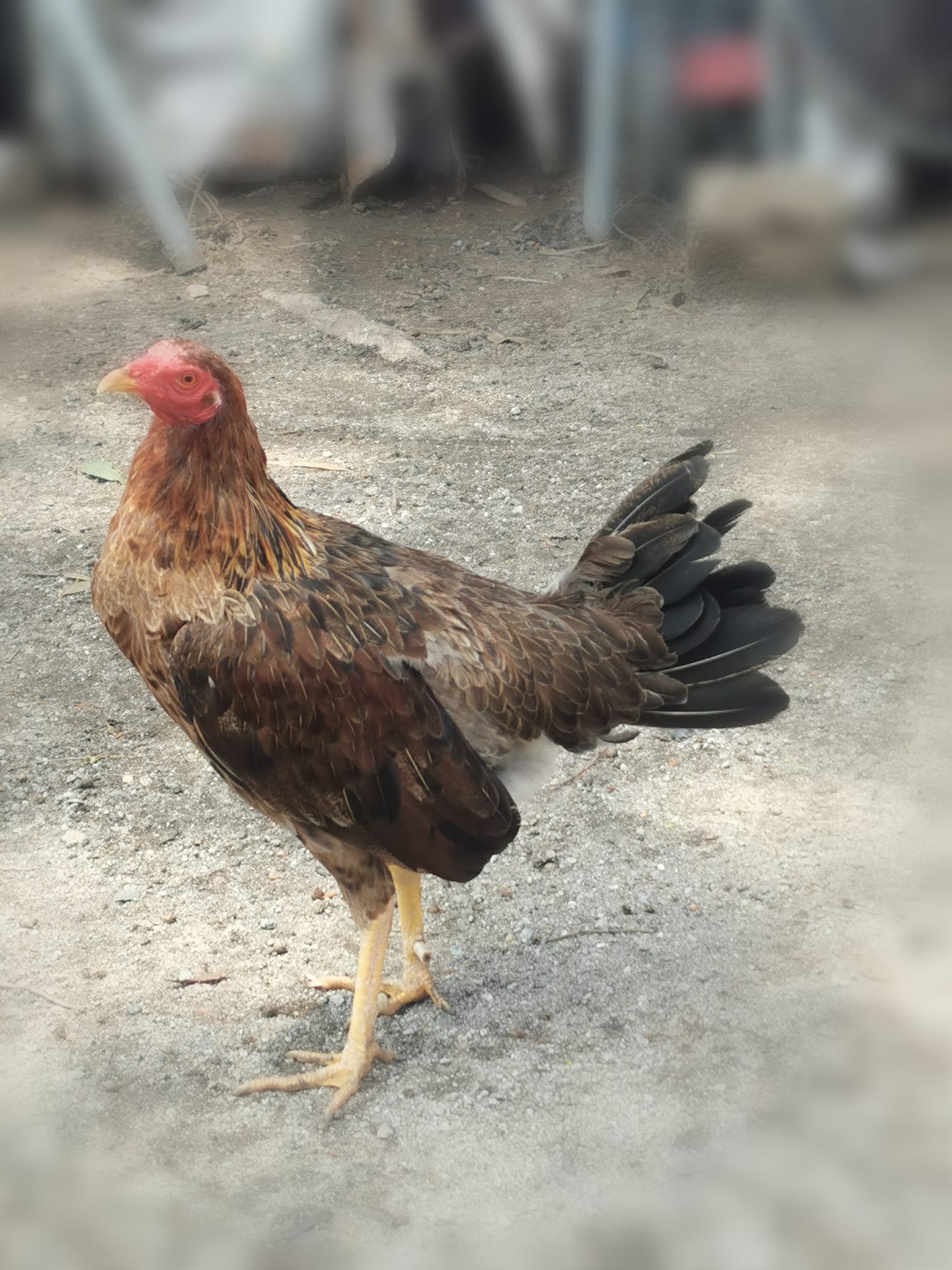 Criadero Simbro | San Andrés Cholula