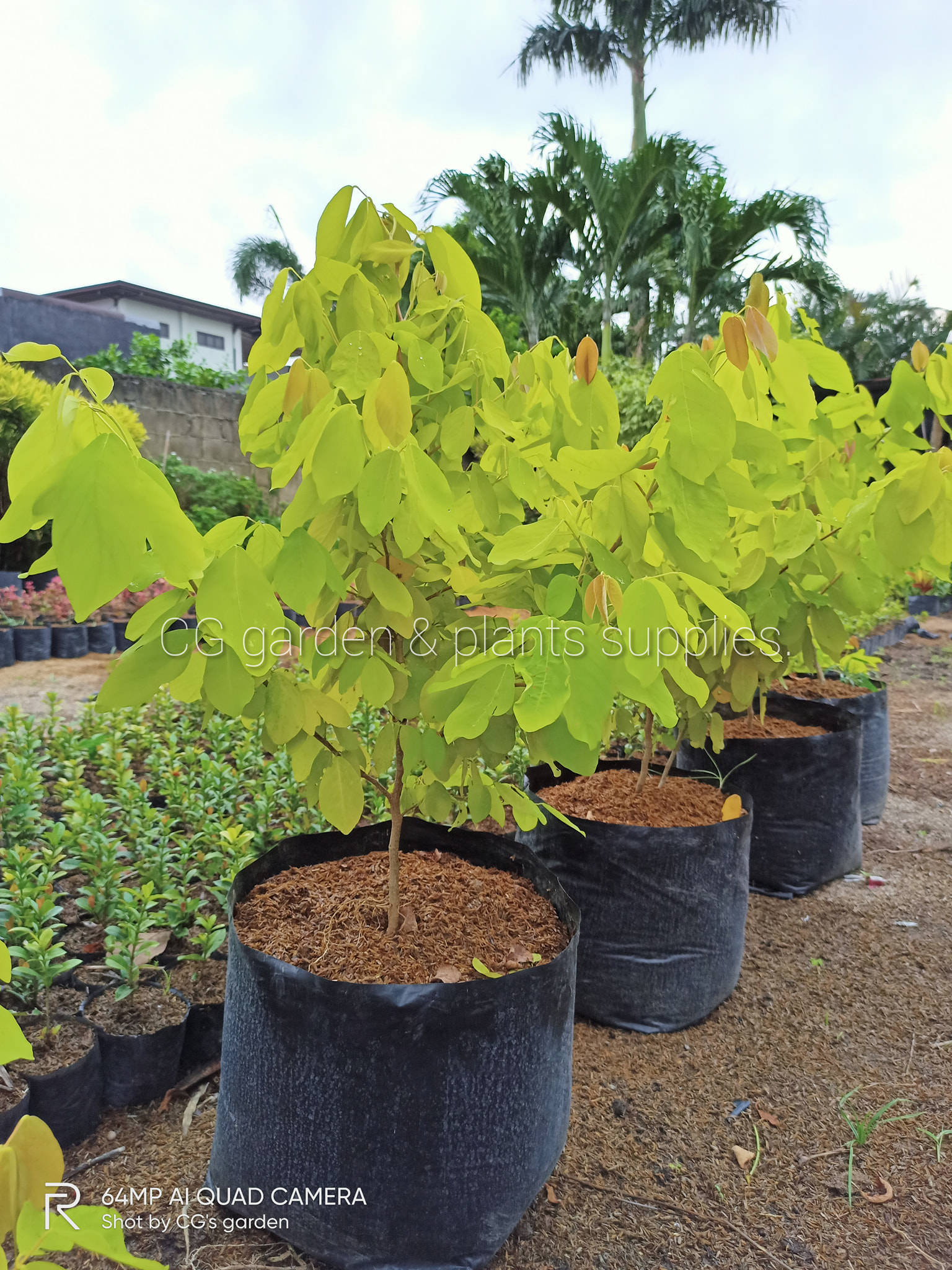 🌿 LEGIUM PLANT 🌿 🍃 FOR... - CG garden & plants supplies.