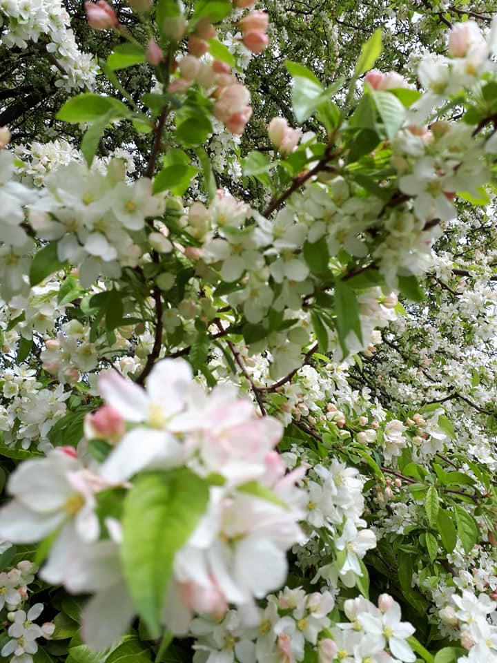 Savrsenstvo Suncane Majcice... - Spring in me- Prolece u meni | Facebook