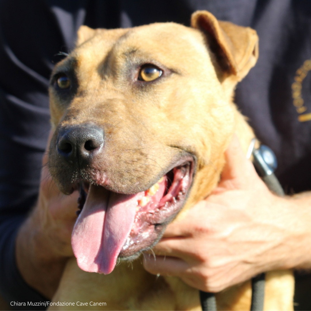 Humane World for... - Humane World for Animals Deutschland