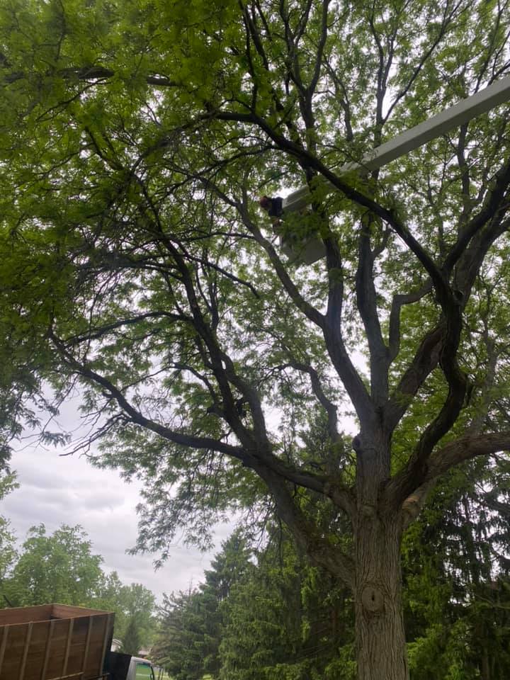 Liberty Tree Service | Conesus NY