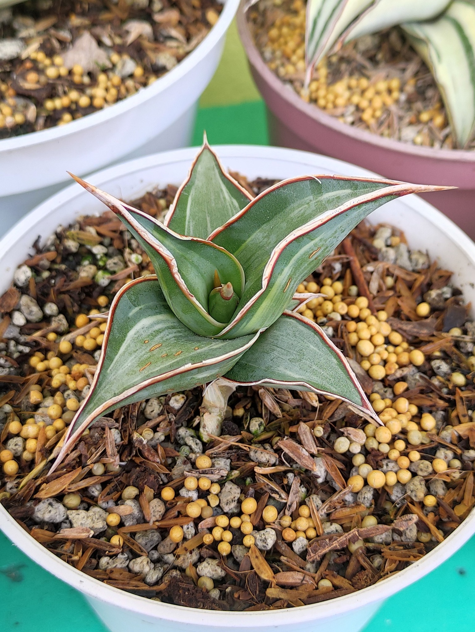 Sansevieria Pingren Variegated