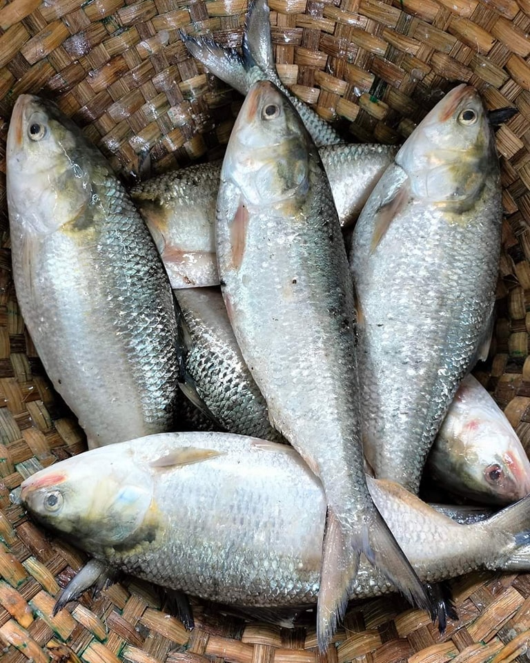 Tazeez Fish | Chittagong