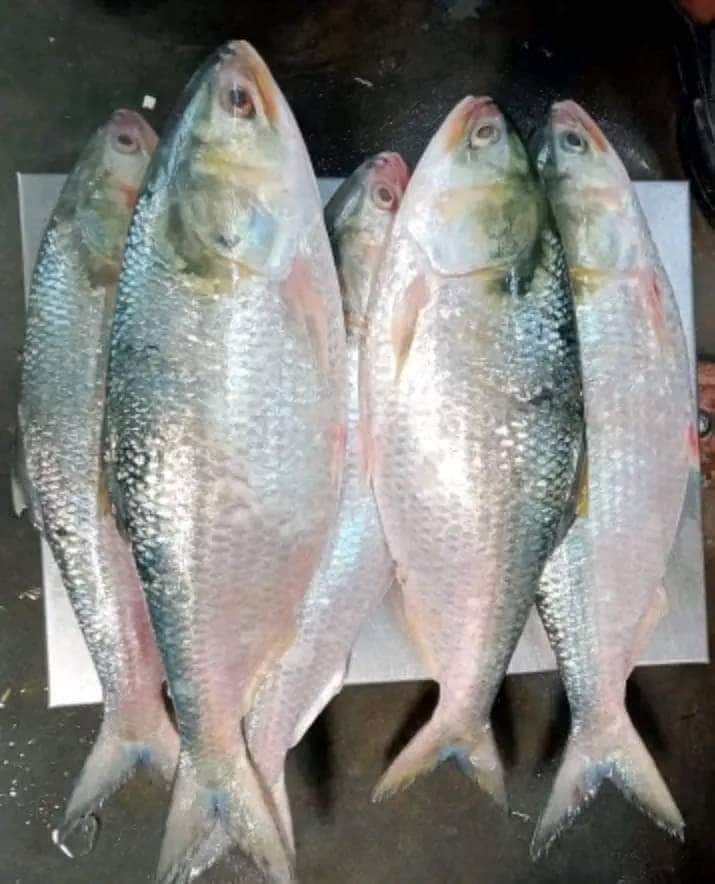Tazeez Fish | Chittagong