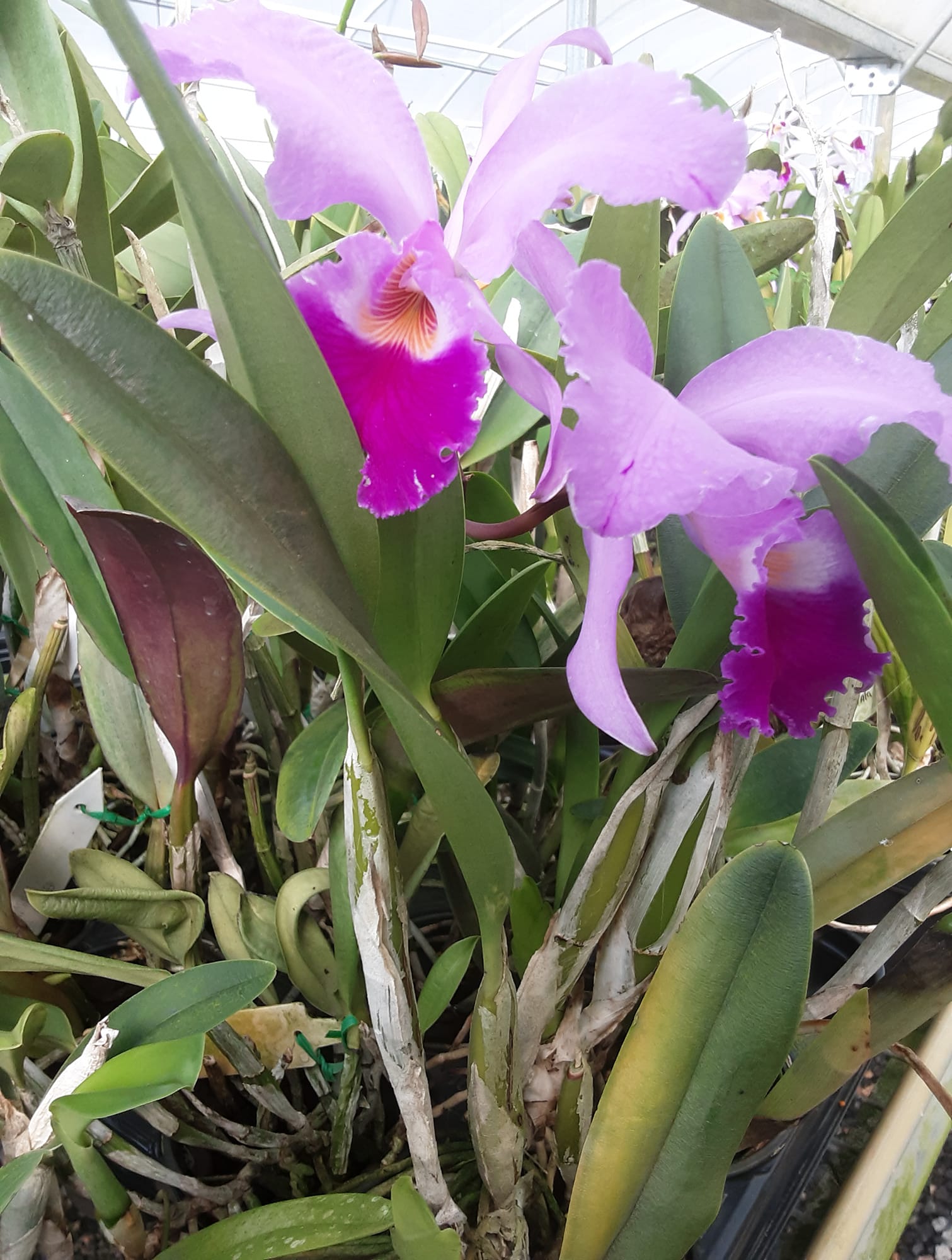 Cattleya Dupreana (C. warscewiczii x C. warneri)
