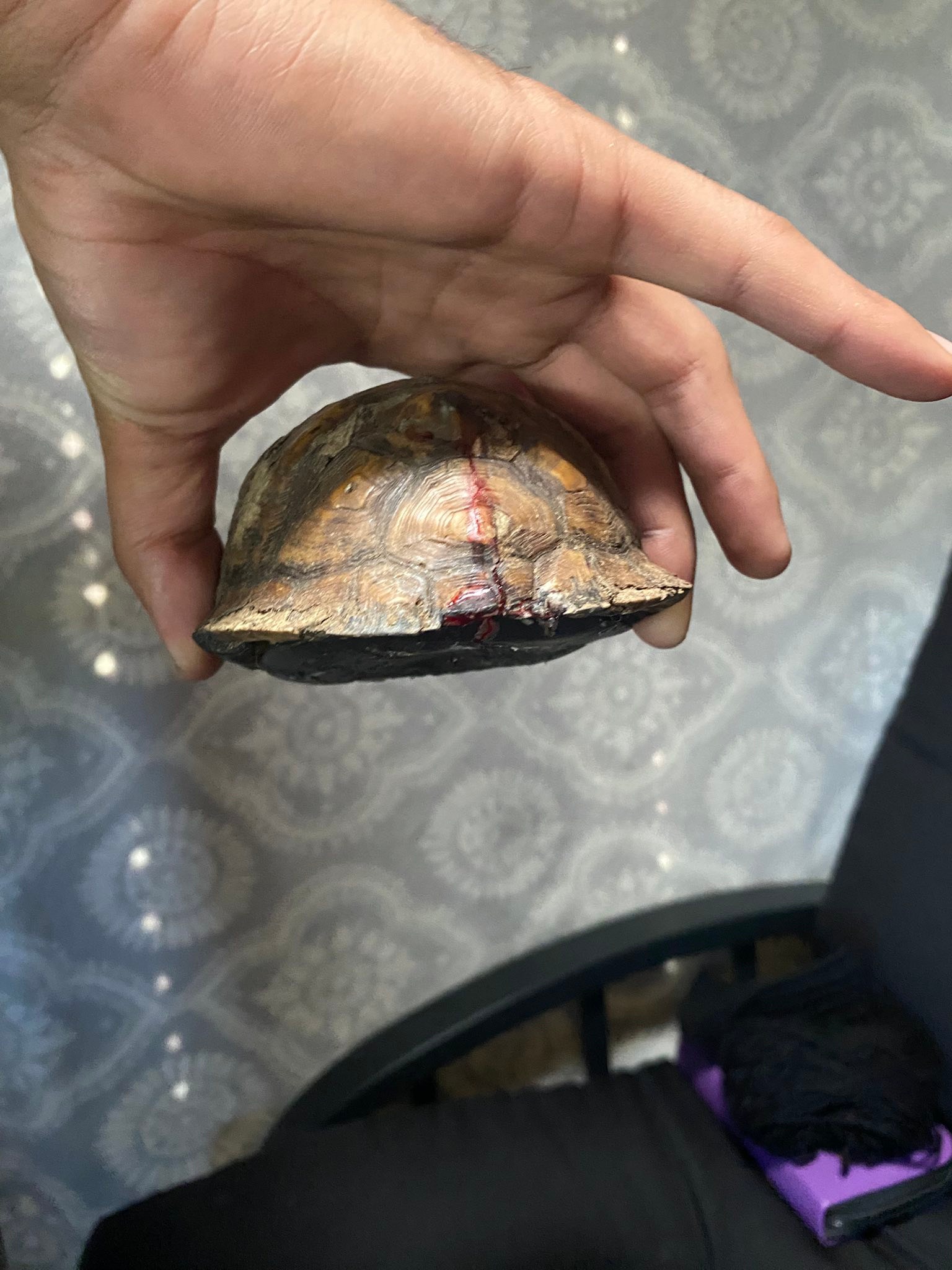 Virginia Wildlife | *Update: turtle is now with a transporter * | Facebook