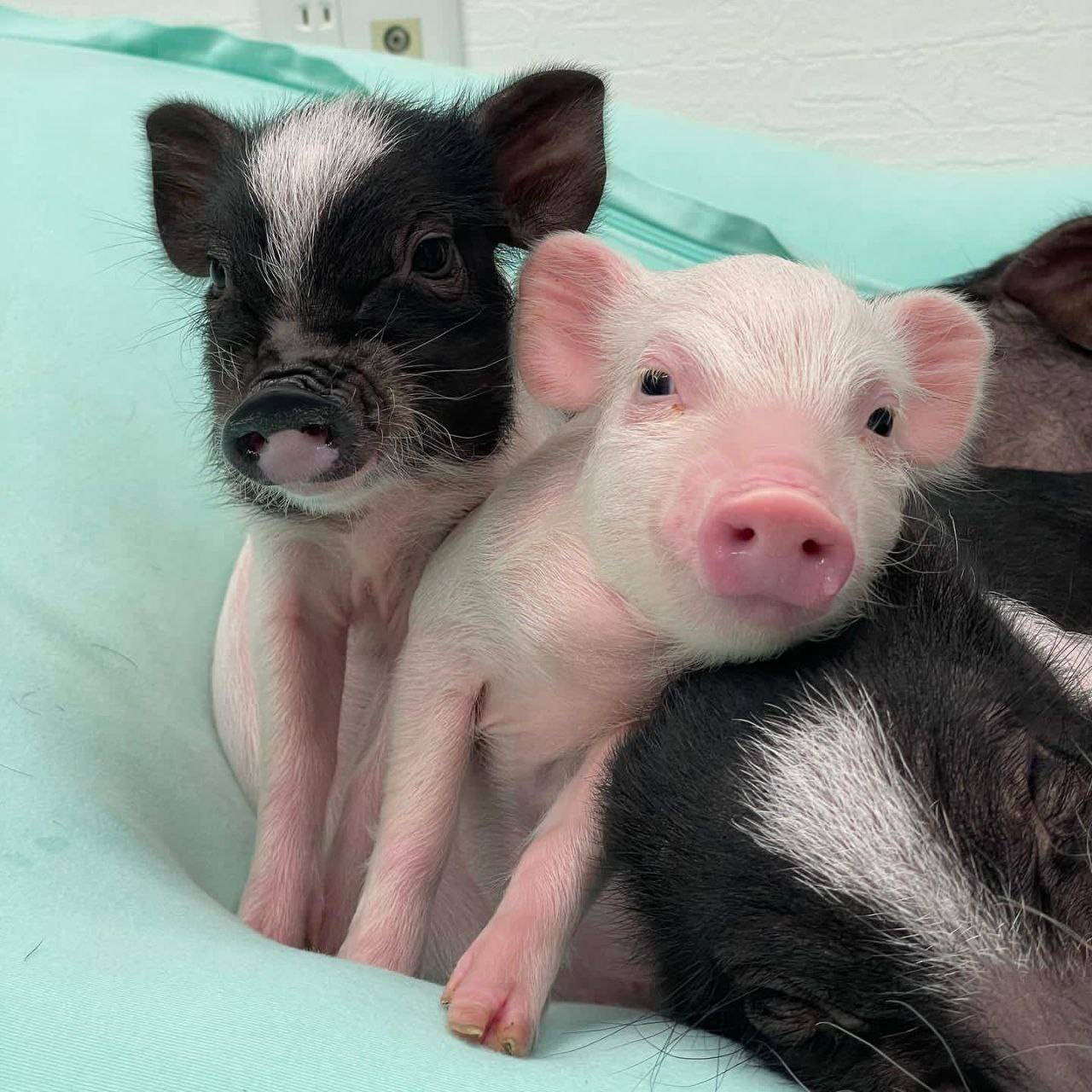 Adorable mini pigs for adoption 🐖 | Facebook