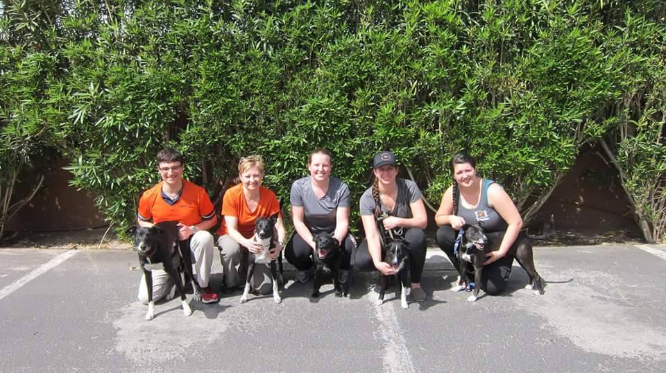 Dynamo Darts Flyball Team... - Dynamo Darts Flyball Team