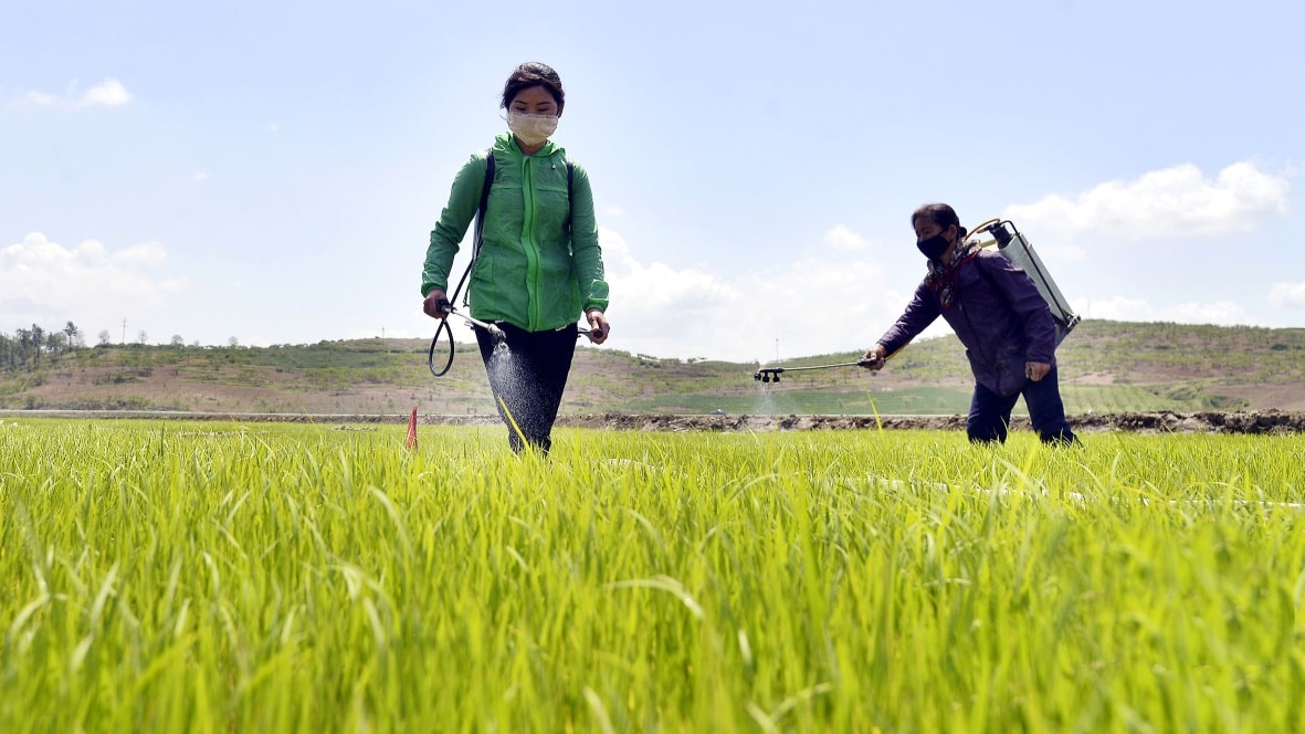 North Korea Girls 북조선 녀성 - North Korean farmers are planting rice ...