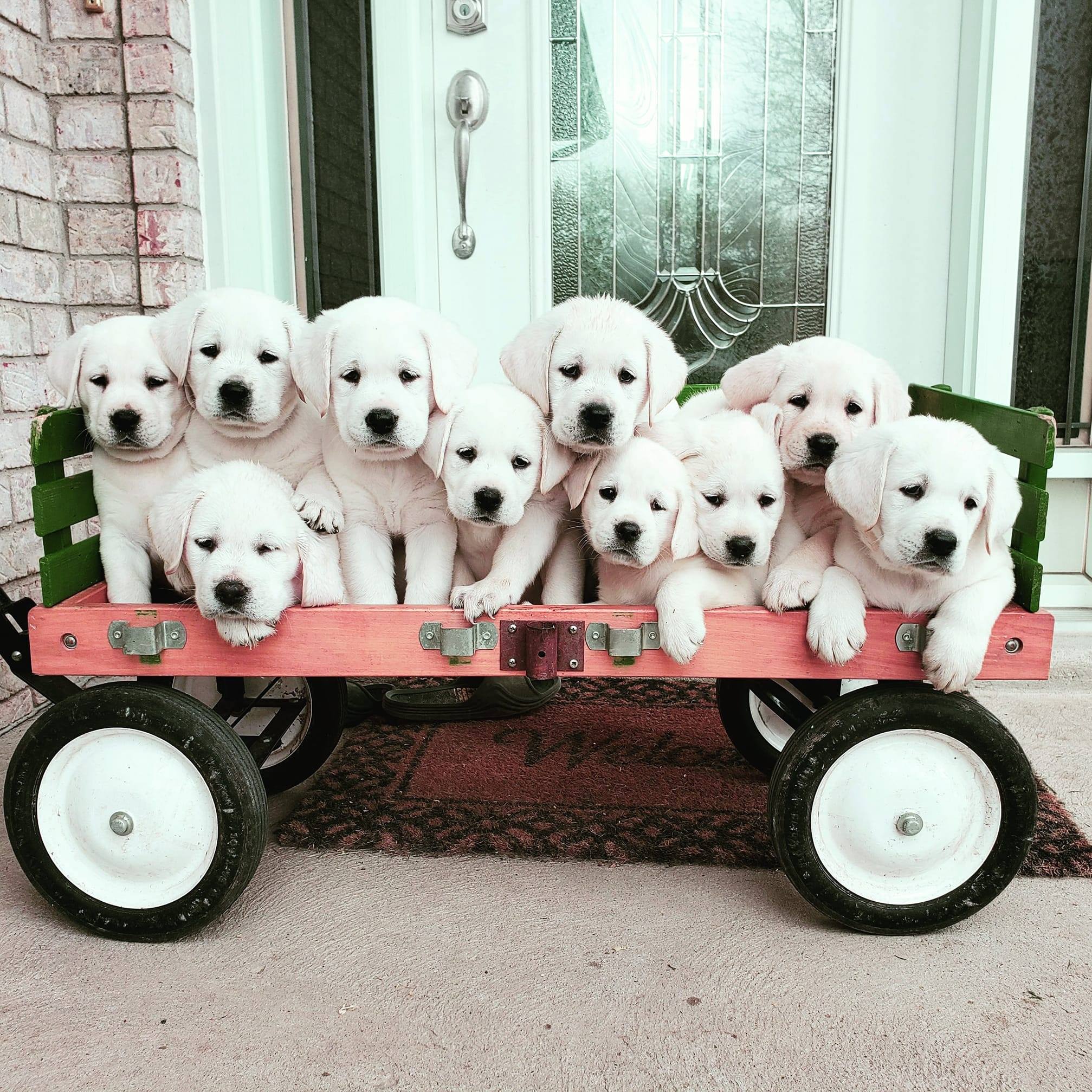 Royal White English Labrador retrievers - Father daugther moments 😍 ...