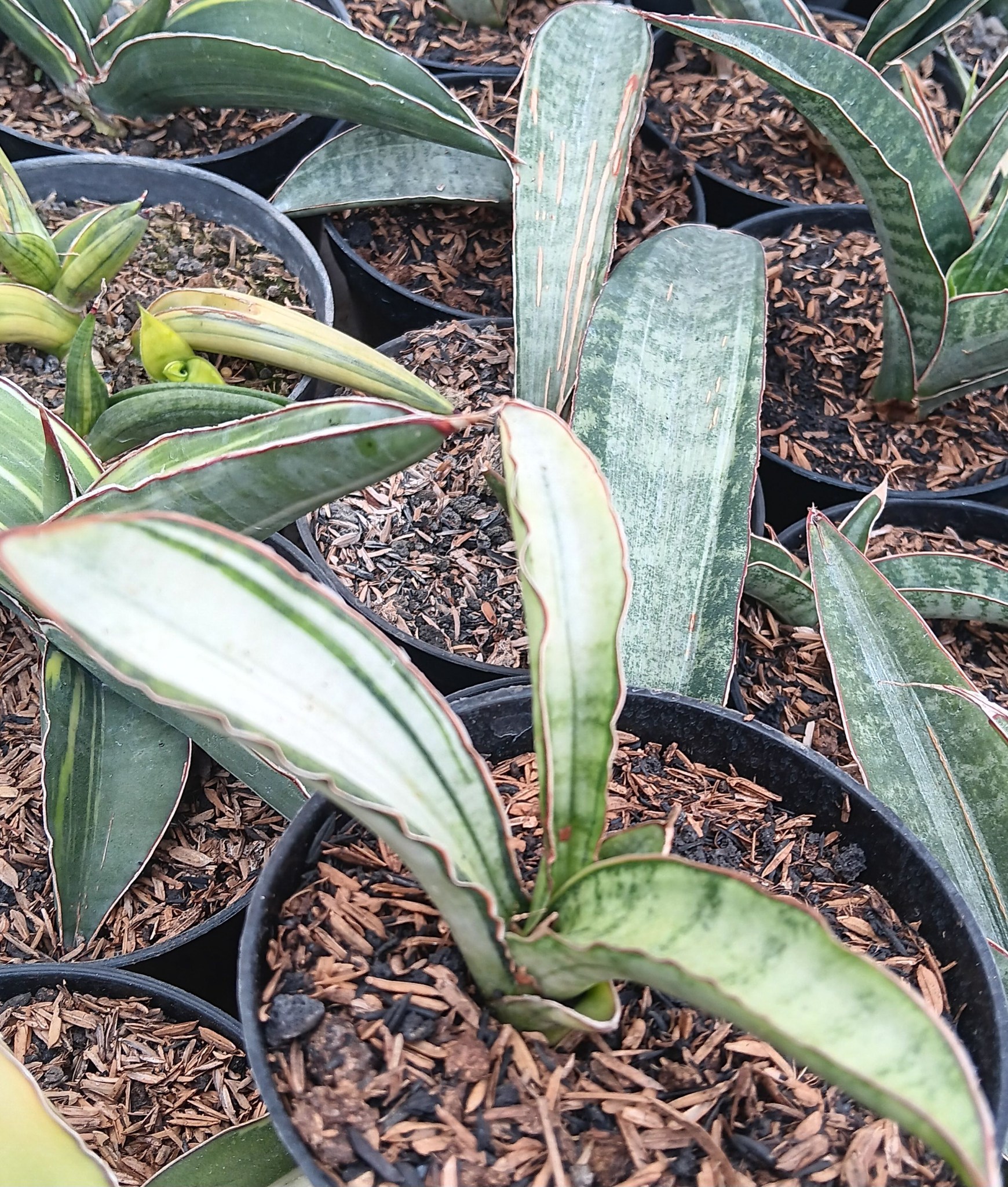 Sansevieria Malawi Bat Variegated White