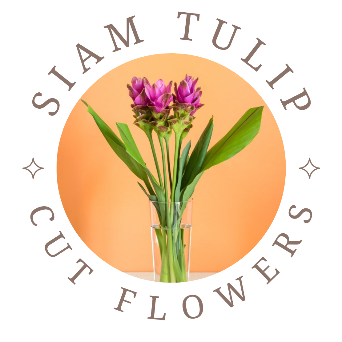 Siam Tulip Cut Flowers