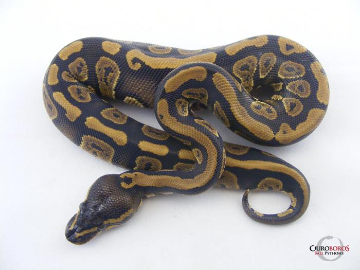 Ouroboros Ball Pythons | London ON