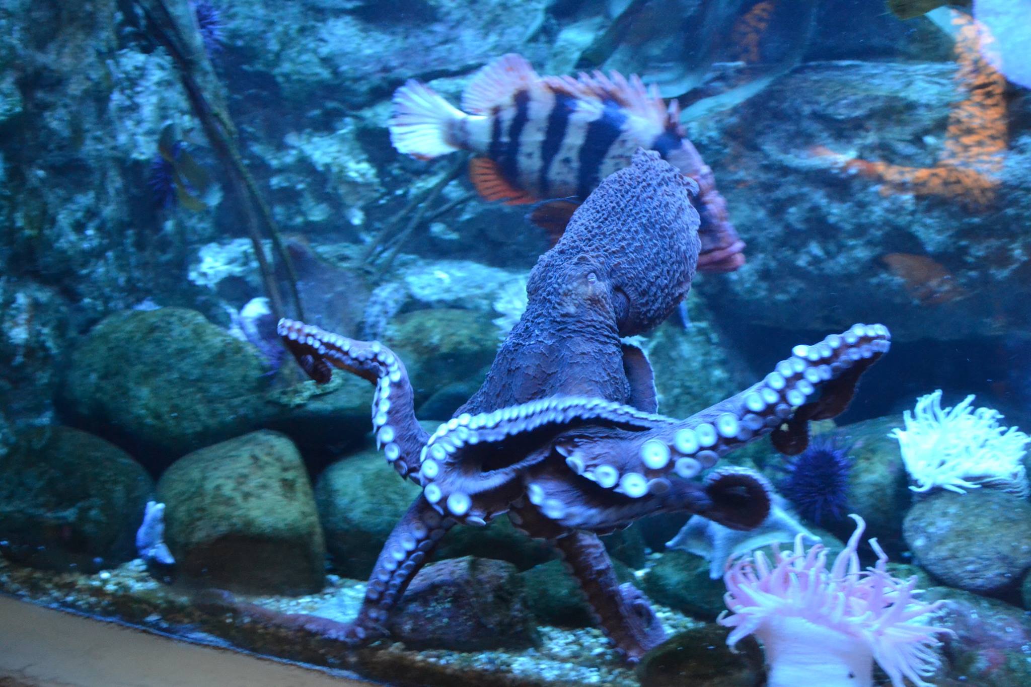H.G. Cephalopod - Here's Ada's real life counterpart at...