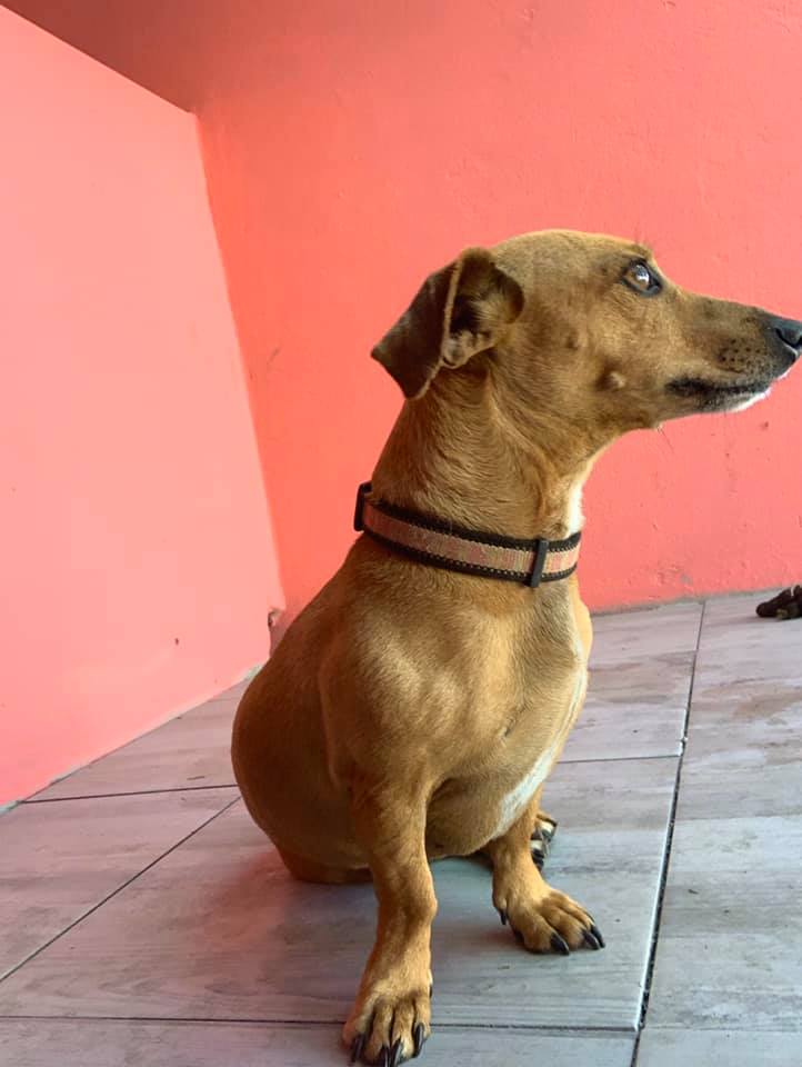 SPCA Rustenburg - Snippy is n pragtige worshond dogtertjie...