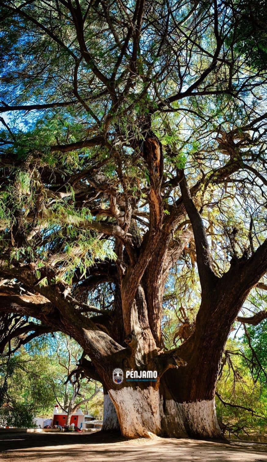 En Tinta Negra - El Ahuehuete de Churipitzeo ️ 🔹 Árbol... | Facebook