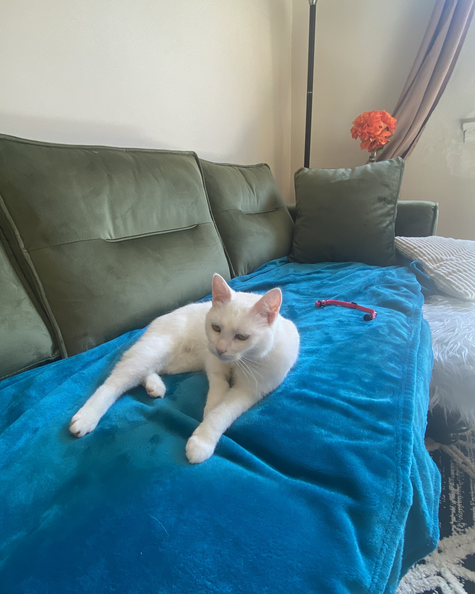 🐾 Adoption... - Carroll's Animal Sanctuary and Rescue