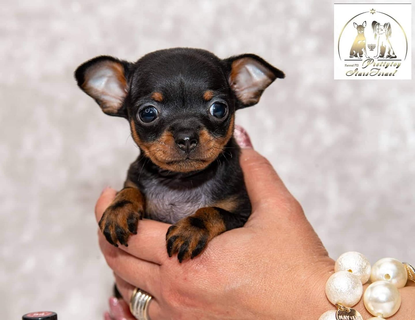 Puppies and more of Russkiy Toys | Facebook