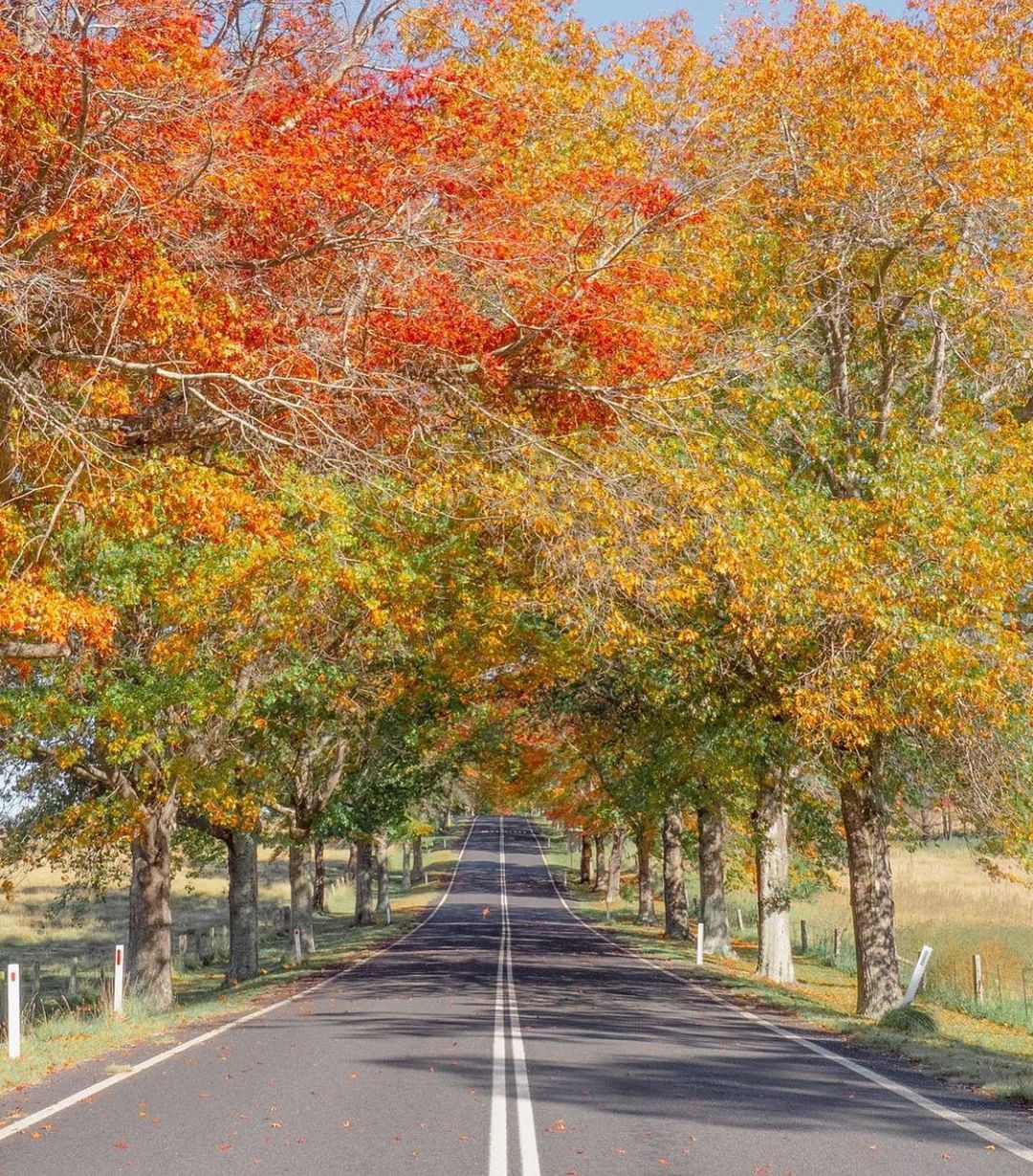 Experience Tenterfield - The gorgeous colours of autumn are really ...