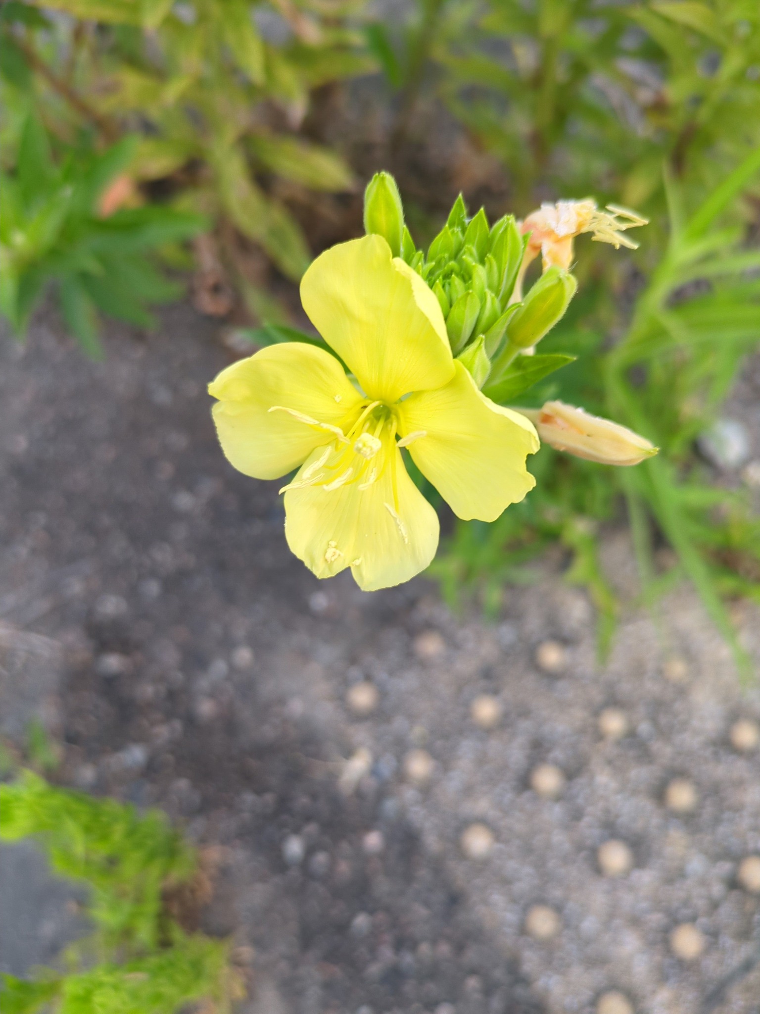 🌿🌸美しさを魅せる花き研究センターのトルコキキョウ🌸🌿【2026.8.2