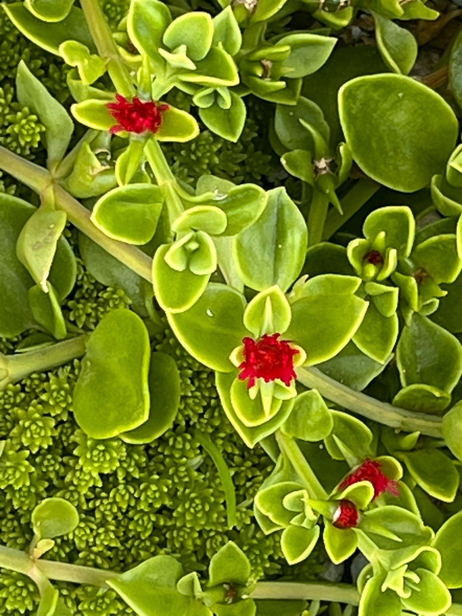 イチイの実** イチイの木に赤い実が見られます。裸子植物なのに変わっ