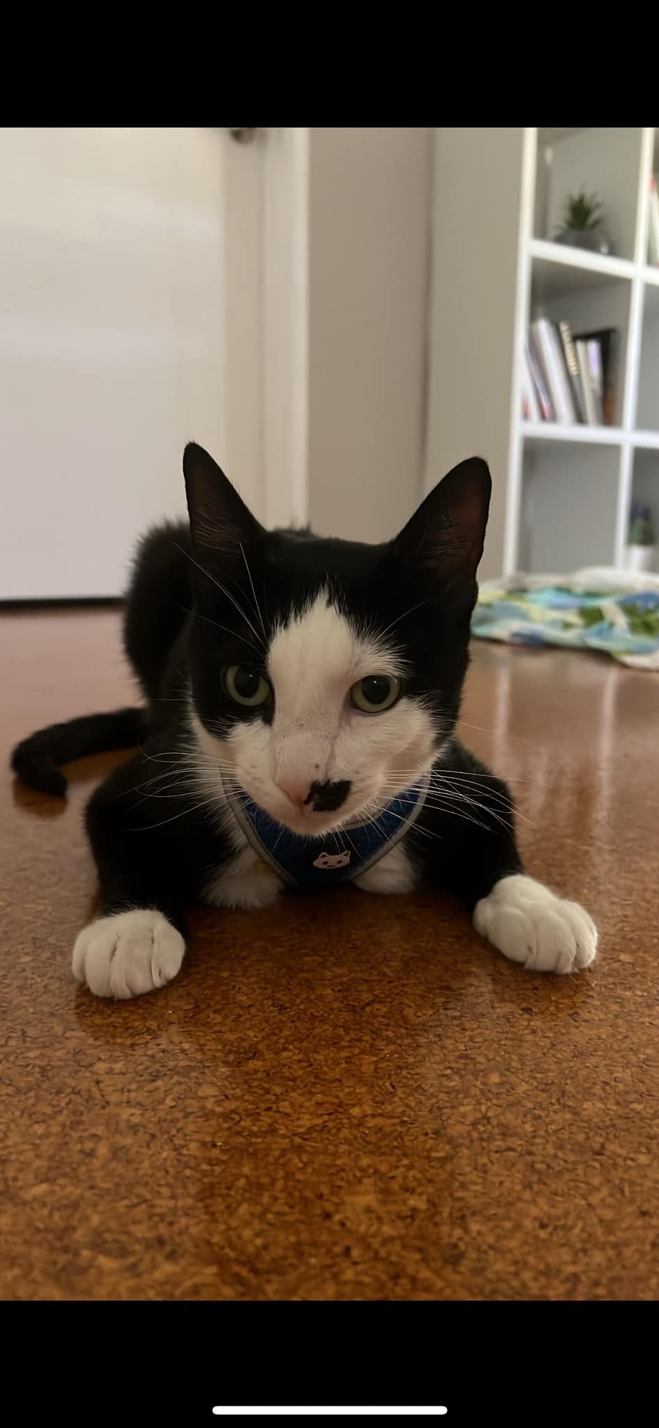 Rescue Kittens & Cats Perth