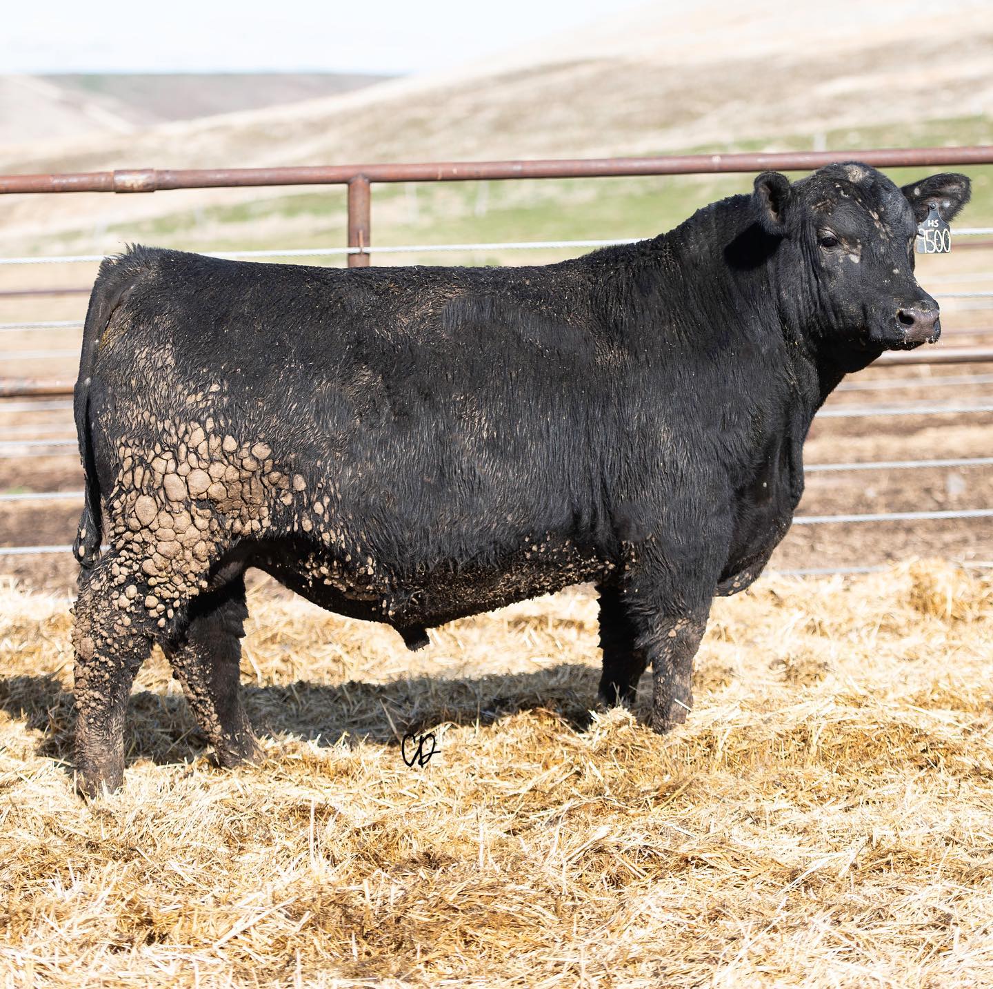Botts Homestead 9500 Reg# 19605484... - Rollin' Rock Angus