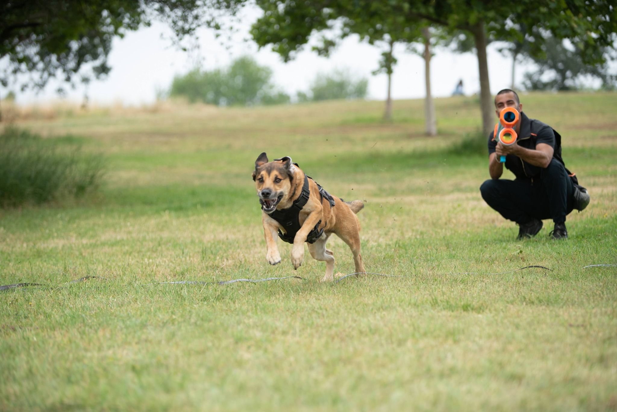 Kelev Canine Coaching