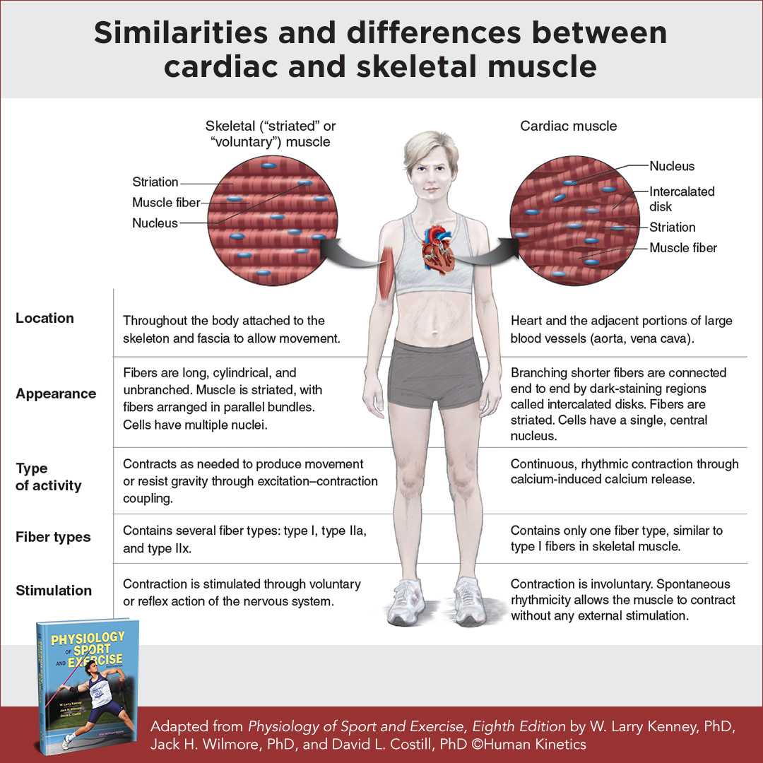 Human - The mechanism of muscle contraction differs between skeletal ...